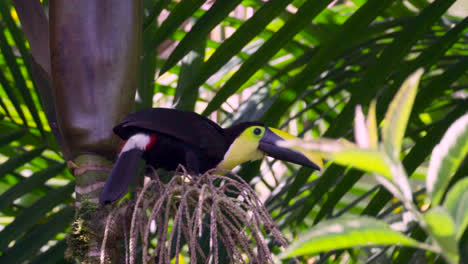 el choco tucan en su hábitat natural en el bosque nublado de mindo, ecuador, mira hacia arriba desde una percha bajo hojas de palma tropical.