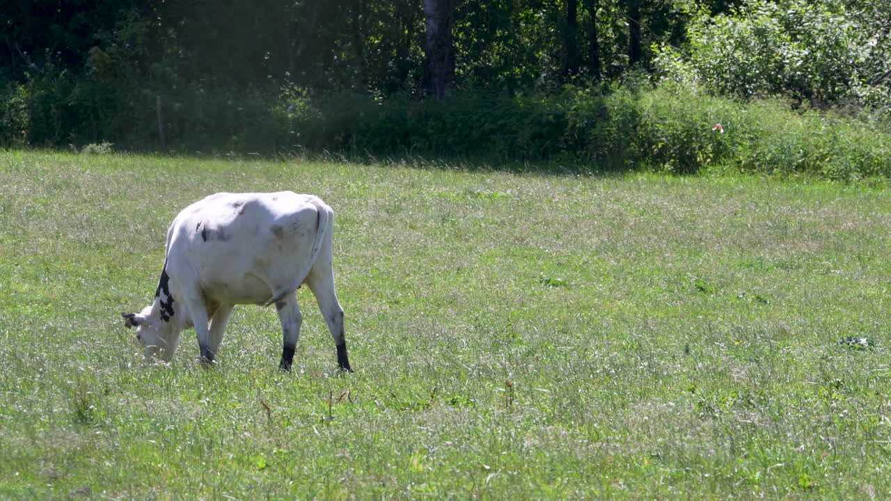 A lone goat grazing in a green field bordered by forest, captured in early summer daylight.