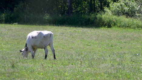 a lone goat grazing in a green field bordered by forest, captured in early summer daylight.