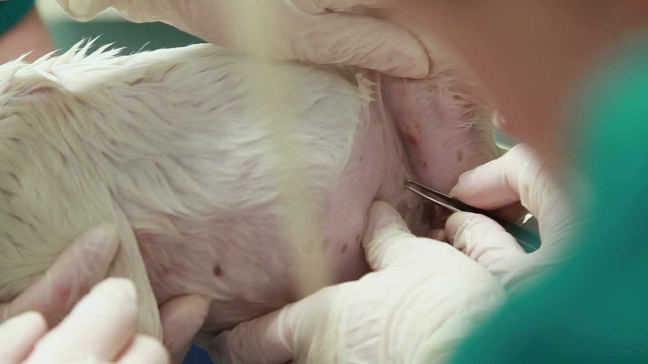 Primo piano di un veterinario che rimuove le zecche da un cucciolo tenero