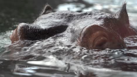 Nahaufnahme-Eines-Nashorns-Nashorn,-Das-Im-Wasser-Schwimmt-Und-über-Das-Wasser-Läuft