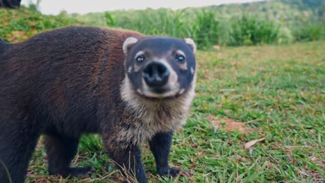 this close-up shot captures the curious gaze of a coati, a fascinating mammal native to costa rica's lush environments