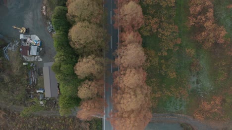 Blick-Von-Oben-Nach-Unten-Auf-Die-Landstraße,-Die-Von-Herbstlichen-Mammutbäumen-Gesäumt-Ist