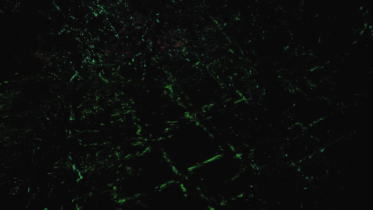 patrones de luz en los árboles como el efecto de las aguas profundas en los jardines botánicos de osaka