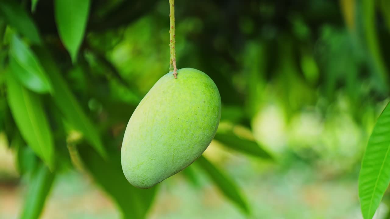 raw green mango hanging and swaying on tree due to wind with leaves in the back ground. close up, stable shot, 4k