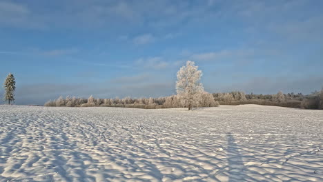 Un-Paisaje-Nevado-De-Invierno-Con-Escarcha-En-Los-árboles-Y-La-Sombra-De-Una-Persona-Caminando