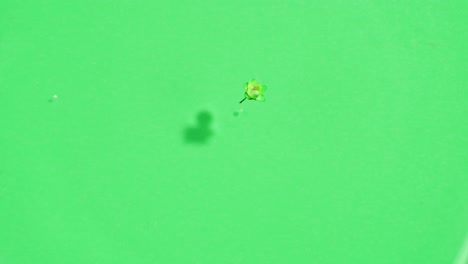 mint leaves in water on green background. freshness.