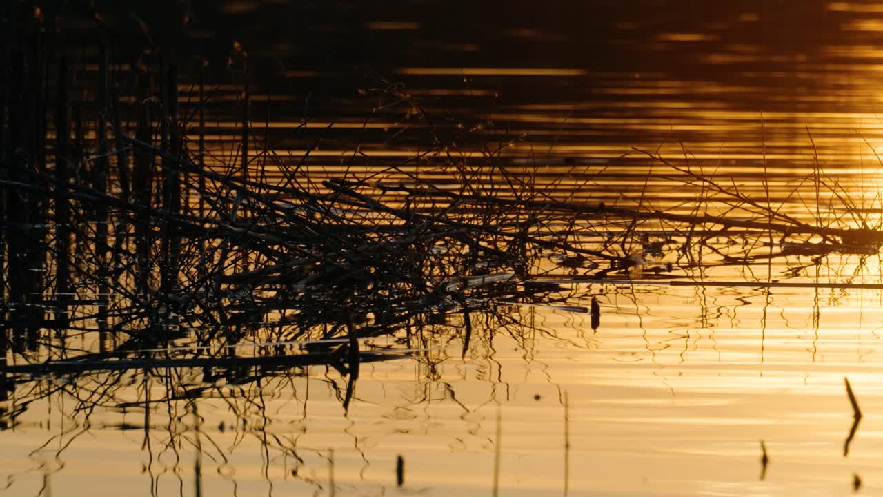 Golden reflection of sunset in a lake with reed in it