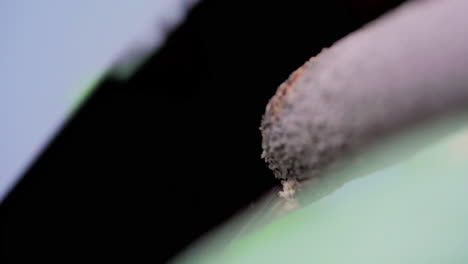 hand saw blade cutting through a thin wooden branch in the forest