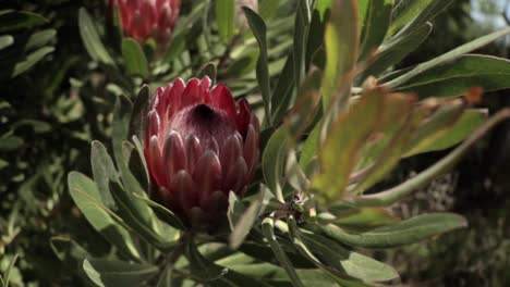 red king protea south african national flower