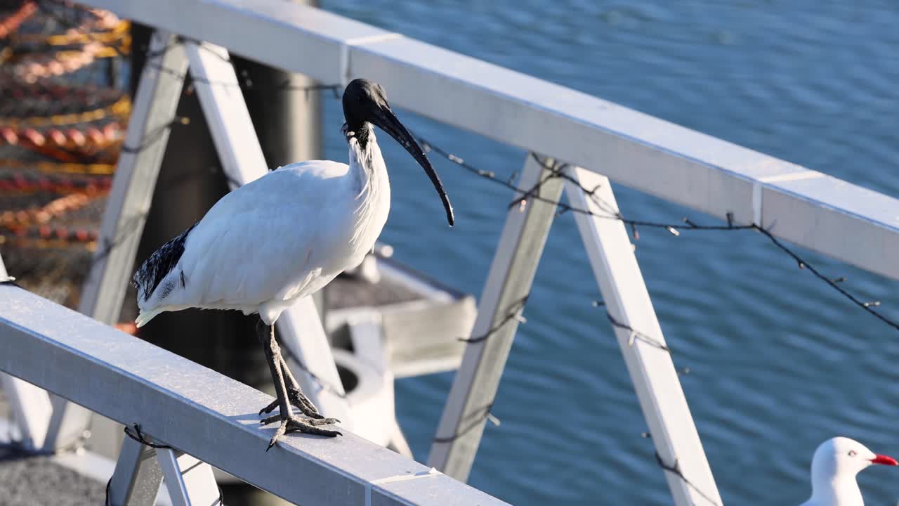 물 근처 에서 상호 작용 하는 이비스 와 해파리