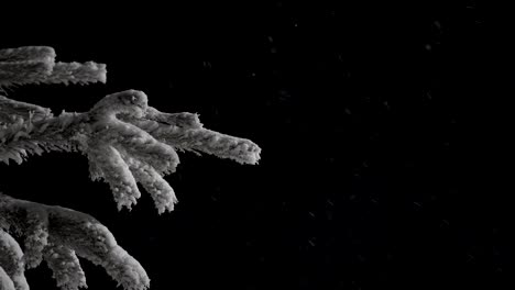 pine branches in the snow at night