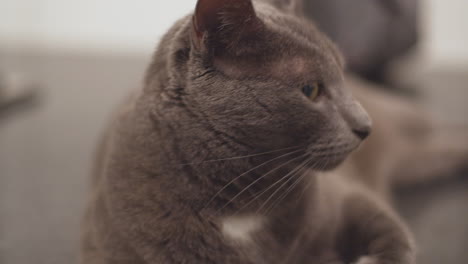 Russian-blue-house-cat-lounging-on-kitchen-countertop-04