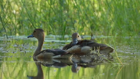 Pfeifende-Ente-Im-Teich-Uhd-Mp4-4k