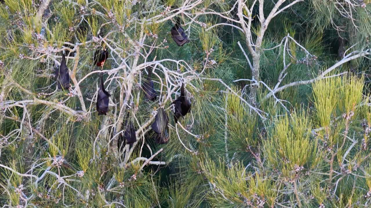 Black flying foxes hanging in trees, captured in natural daylight on the Gold Coast, Australia. Calm and serene environment