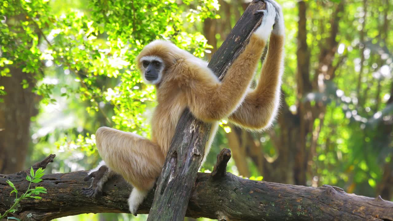 primate gibón marrón en la rama del árbol bostezando