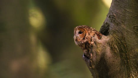 Close-static-up-shot-of-a-small-tawny-owl-emerging-from-the-hollow-of-a-tree-the-looking-around-in-beautiful-golden-light