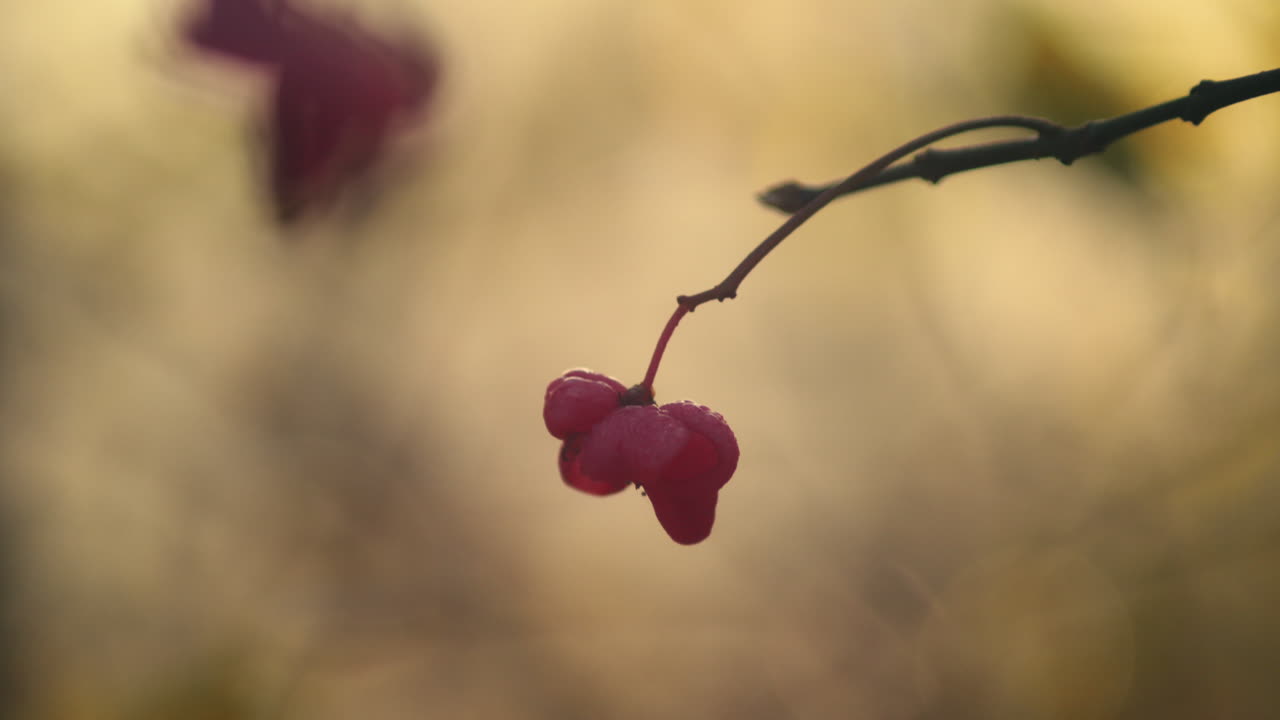 capullo de flor rosa en enfoque suave y luz dorada, inclinar hacia abajo, cerrar