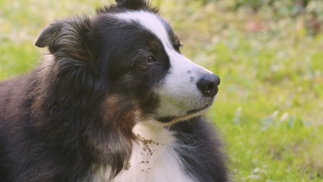 retrato medio de un perro sentado en el jardín, disfrutando del sol de finales de octubre