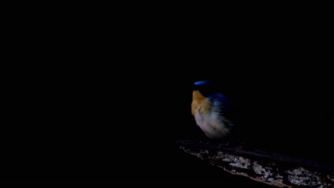 Standing-out-in-a-dark-background,-an-Indochinese-Blue-Flycatcher,-Cyornis-sumatrensis-in-perched-on-a-branch-inside-Khao-Yai-National-Park,-a-World-Heritage-site-in-Thailand