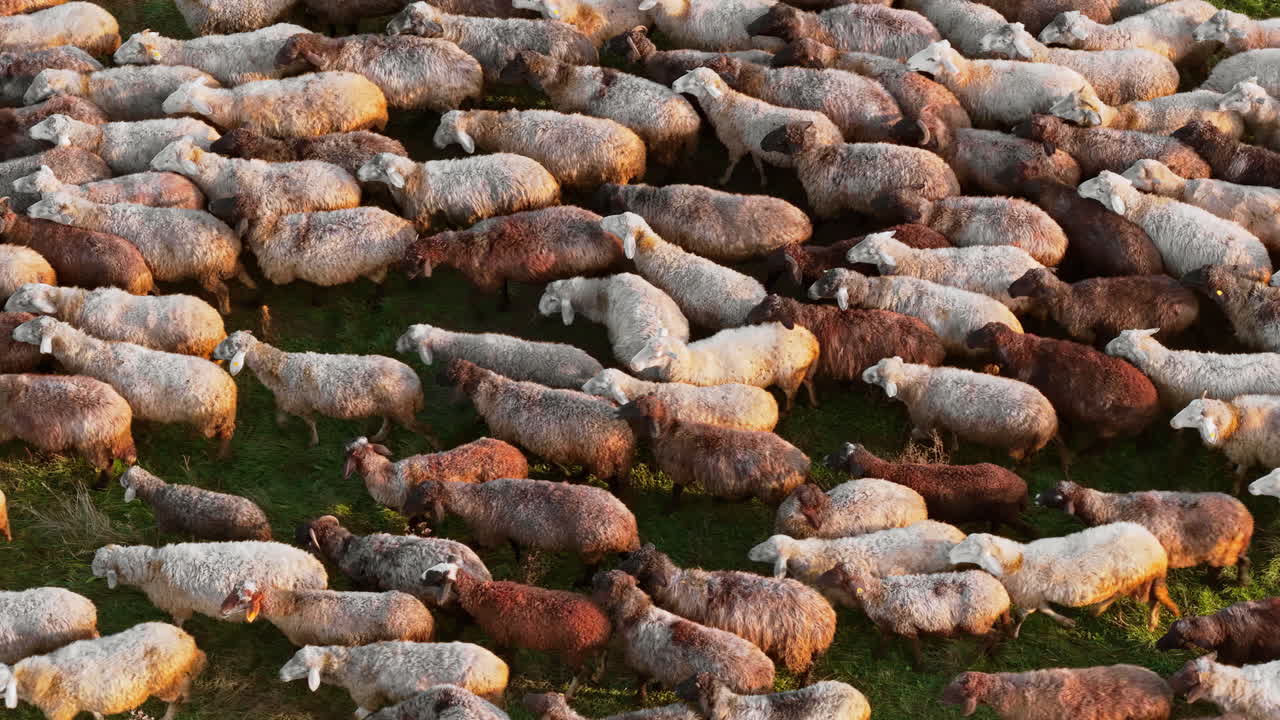 Aerial drone view of a flock of sheep moving across a golden hillside in Moldova during autumn