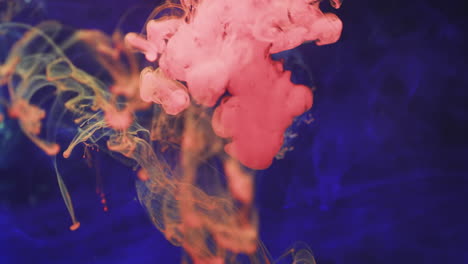 video en cámara lenta de tinta de acuarela rosa mezclándose en agua contra un fondo azul