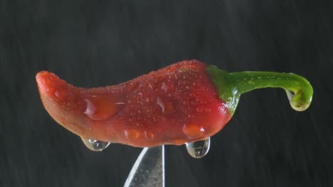 검은 바탕에 물방울이 있는 회전하는 뜨거운 칠리 페퍼의 클로즈업