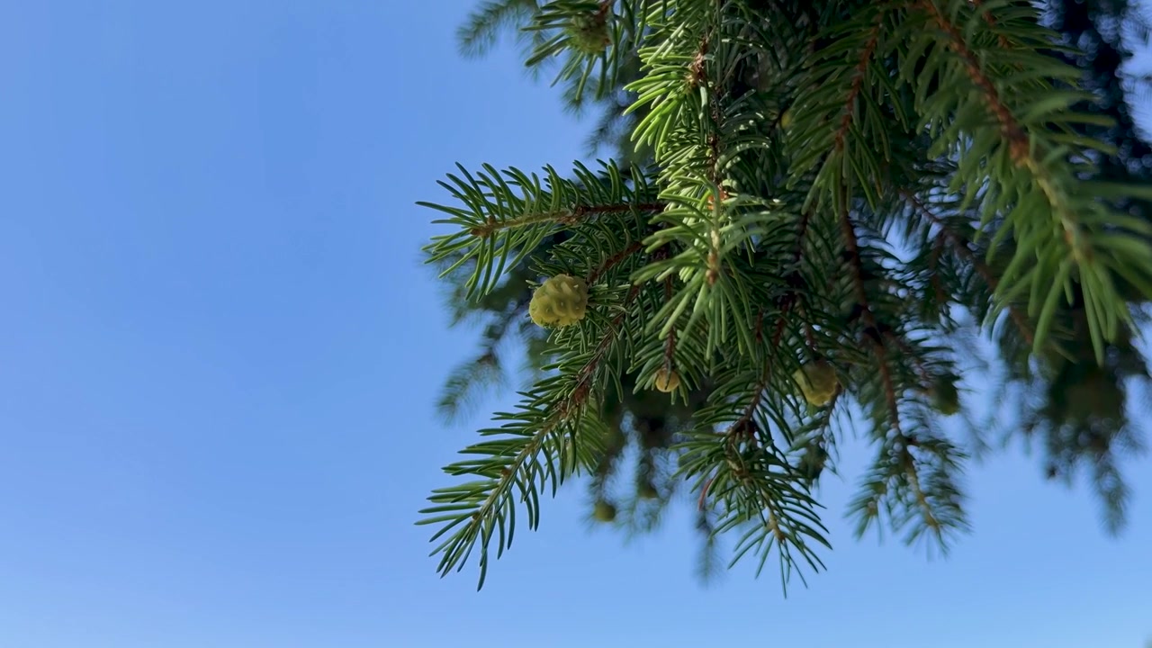 Zbliżenie przedstawia małą zieloną szyszkę iglastą delikatnie kołyszącą się na wiecznie zielonej gałęzi, otoczoną spiczastymi igłami i rozmytym listowiem na tle czystego, błękitnego nieba w ciągu dnia.
