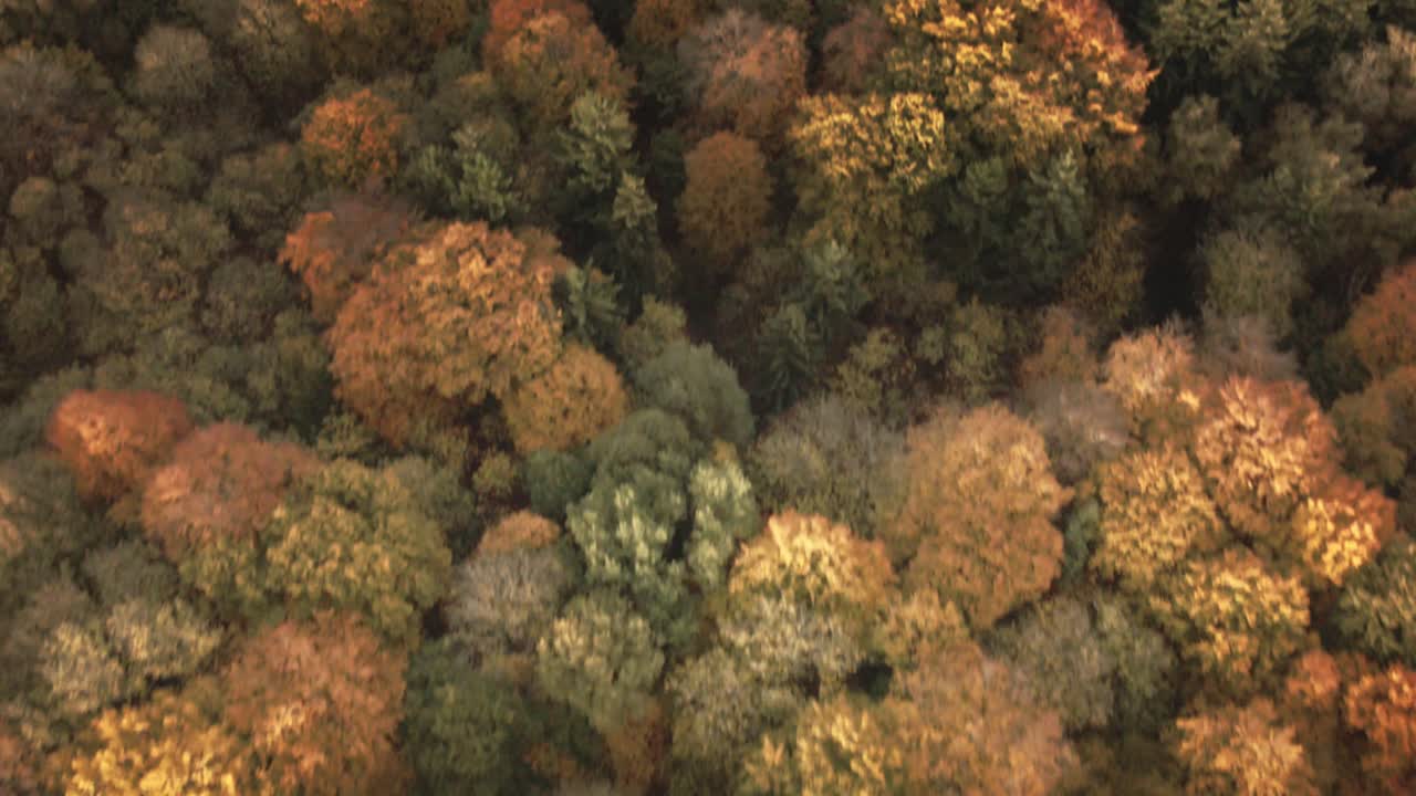 Camera glides forward above a dense patchwork of golden and amber treetops, revealing the rich palette of a German forest in peak autumn