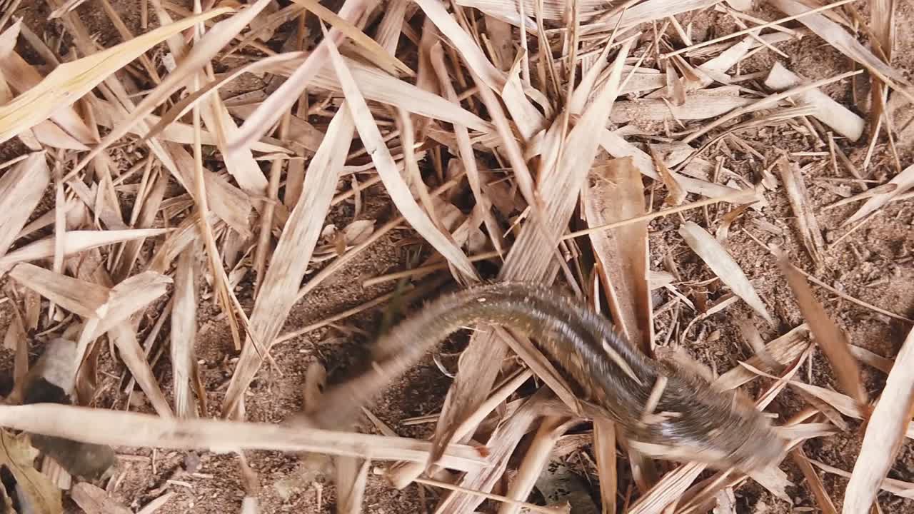 강으로 돌아가기 위해 고군분투하는 물에서 물고기의 슬로우 모션 샷