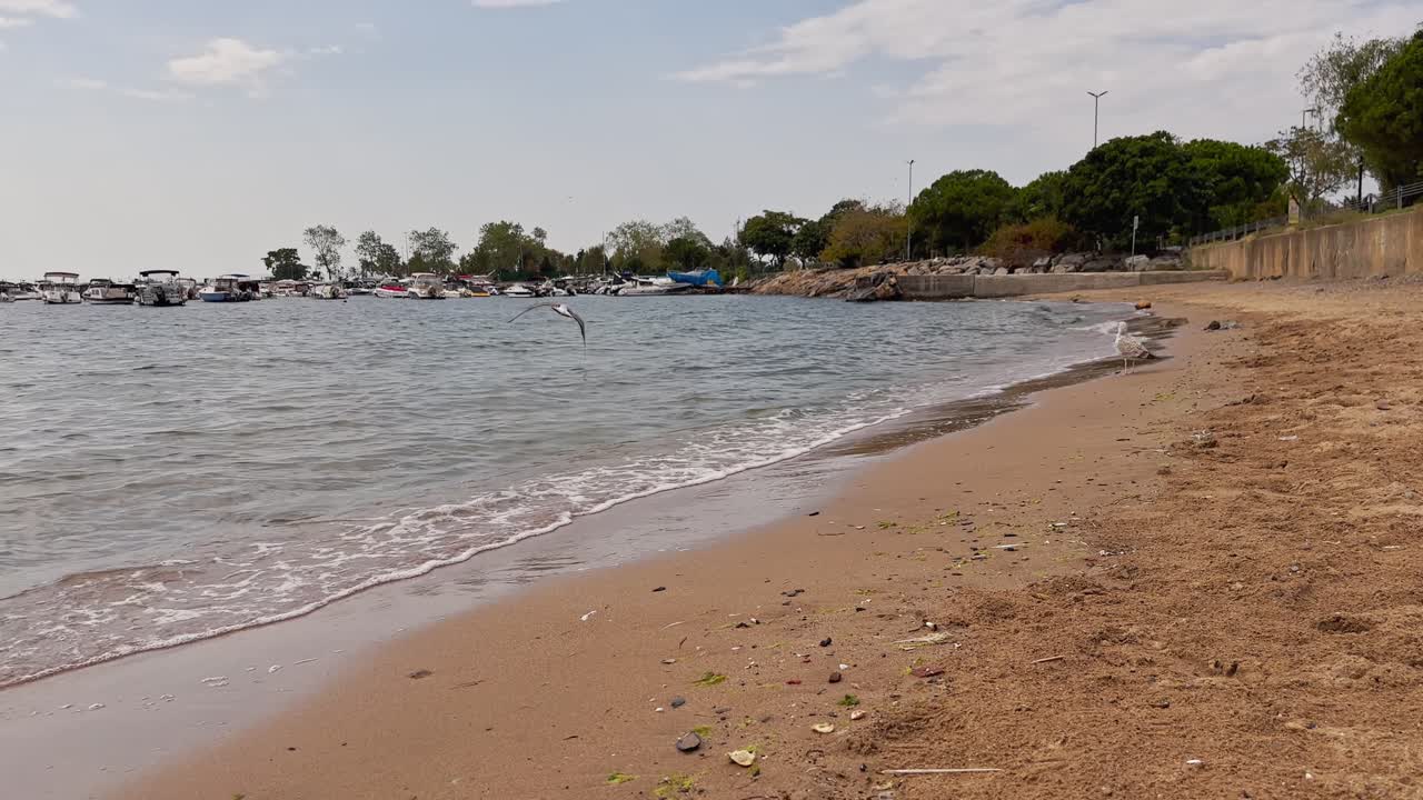 beach, waves in the sea; birds, seagulls flying