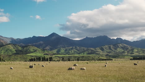 sheep grazing on golden grass in windy new zealand farm pasture, beautiful mountains in the background