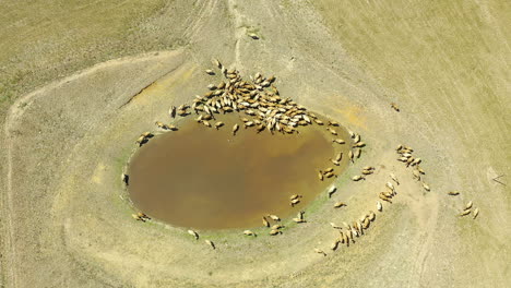 Irgendwann-Kehren-Wir-Alle-Zur-Wasserstelle-Zurück