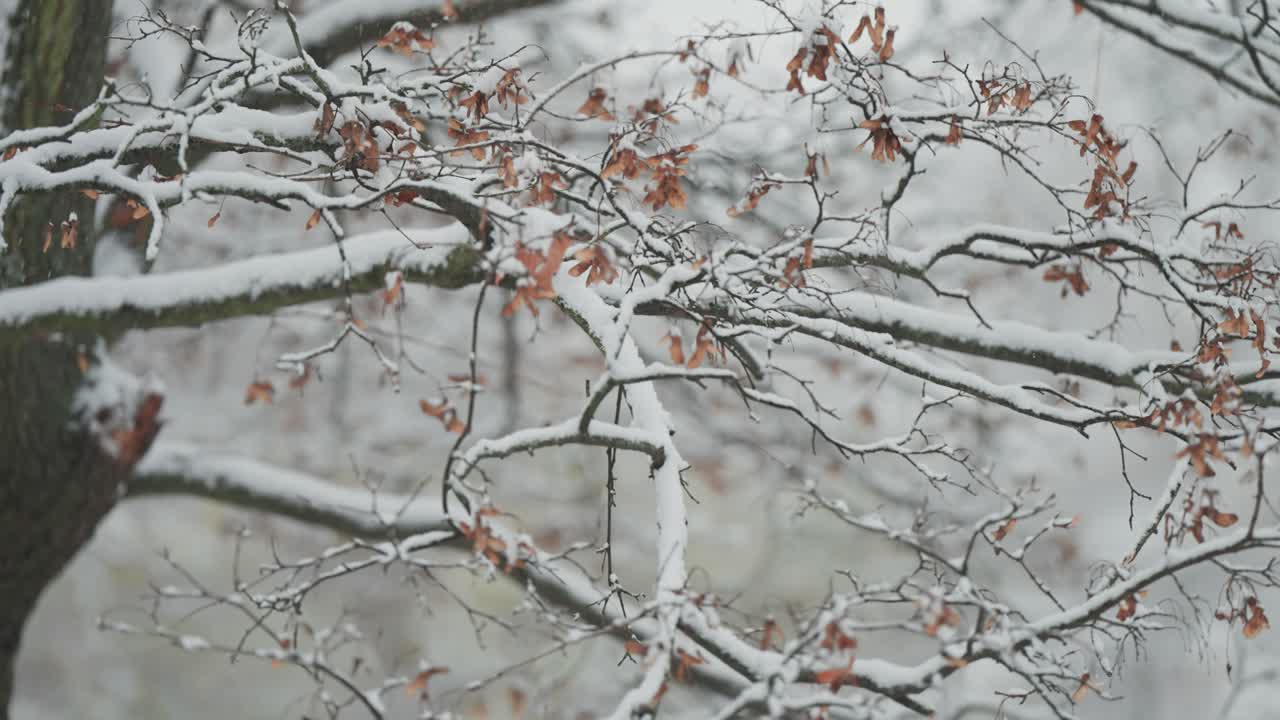 긴, 어두운, 은 가지와 건조한, 마른 노란 잎은 첫 번째 눈에 여 있습니다.