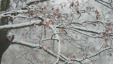 Lange,-Dunkle,-Schlanke-Zweige-Mit-Trockenen,-Verwelkten-Gelben-Blättern-Sind-Vom-Ersten-Schnee-Bedeckt