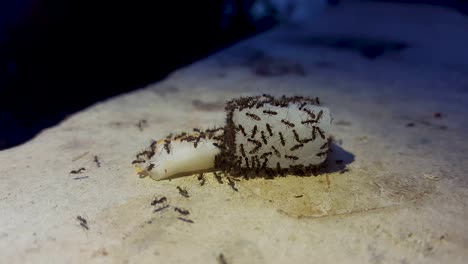 ants swarming sugar and coconut