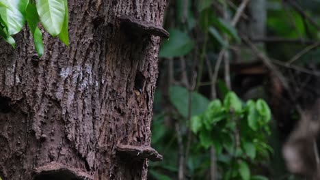 Schwarz-Buff-Specht,-Meiglyptes-Jugularis,-Khao-Yai-Nationalpark,-Thailand