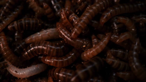 Enormous-Group-Of-Superworms--Swarming.-Close-up-macro-Shot