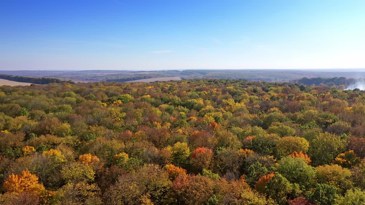 Beautiful autumn forest. Colourful autumn colours in forest form above