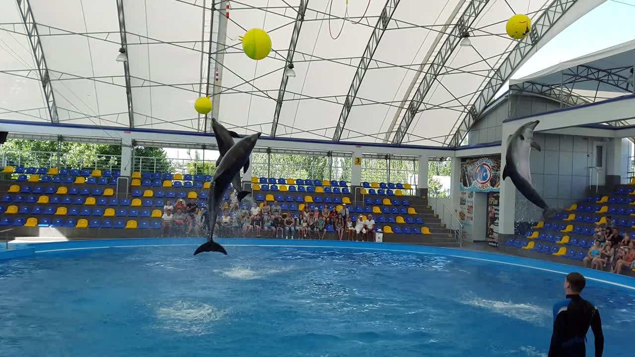 Odessa, Ukraine - August 2017: Dolphins in the pool playing with balls. Show of dolphins. Dolphinarium
