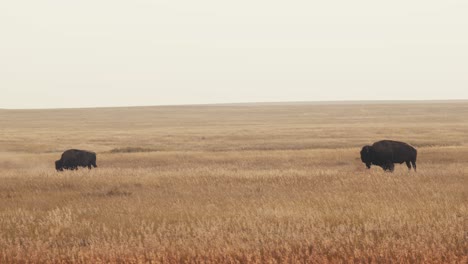 dos bisontes búfalos están solos en un campo de pradera masivo