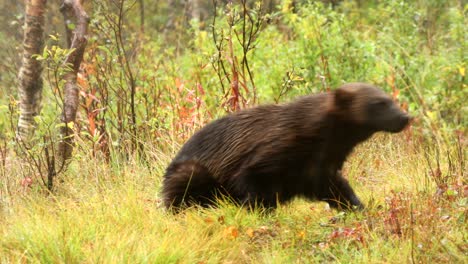 wolverine running off in woodland in norway - filmed in captivity