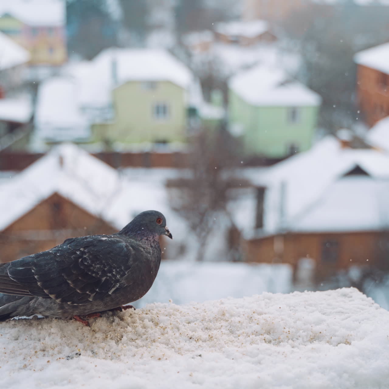 Pigeons on roof in winter on the urban background. Beautiful dove birds flying away from the snowy roof of the house outside.