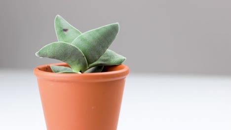 a small succulent plant in a brown pot on a white background