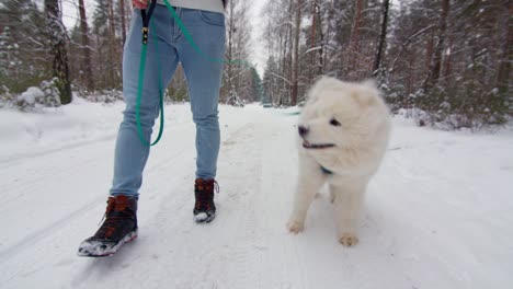 owner man walking his beautiful samoyed dog through snowy forest in slow motion