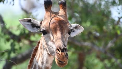 Primer-Plano-De-La-Cabeza-De-Una-Jirafa-Macho-Mirando-A-La-Cámara-Mientras-Mastica,-Parque-Nacional-Kruger