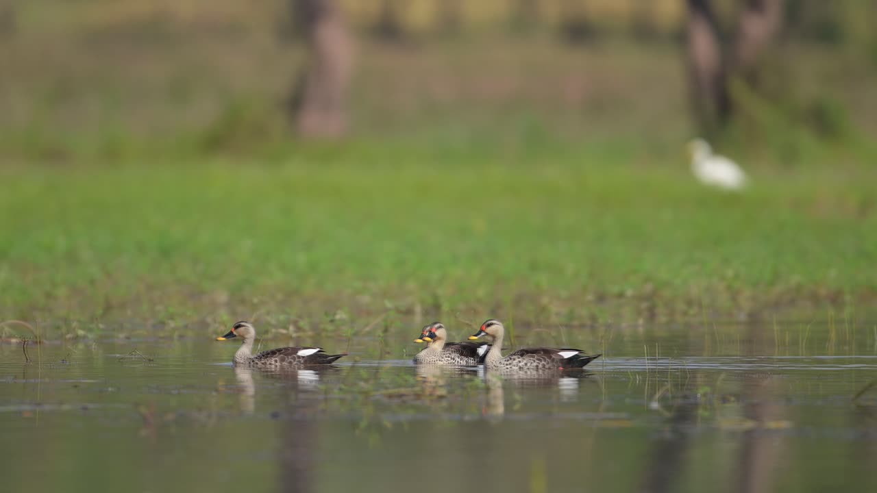 인디언 스포트 비클드 오리 (indian spot-billed duck) 는 인도 아대륙의 담수 습지에 서식하는 비이동적 번식 오리이다.