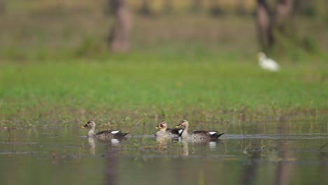 The-Indian-spot-billed-duck-is-a-large-dabbling-duck-that-is-a-non-migratory-breeding-duck-throughout-freshwater-wetlands-in-the-Indian-subcontinent