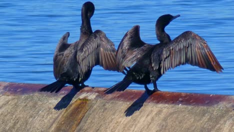 un primer plano de dos cormoranes negros extendiendo sus alas y secándolas al sol sentados en la pared de una presa