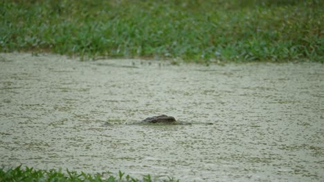 Crocodile-camouflaged-on-the-rippled-surface-of-a-rive-surrounded-by-reeds-in-Africa